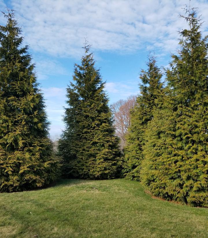 7G Thuja X 'Green Giant' Green Giant Western Arborvitae 1003206