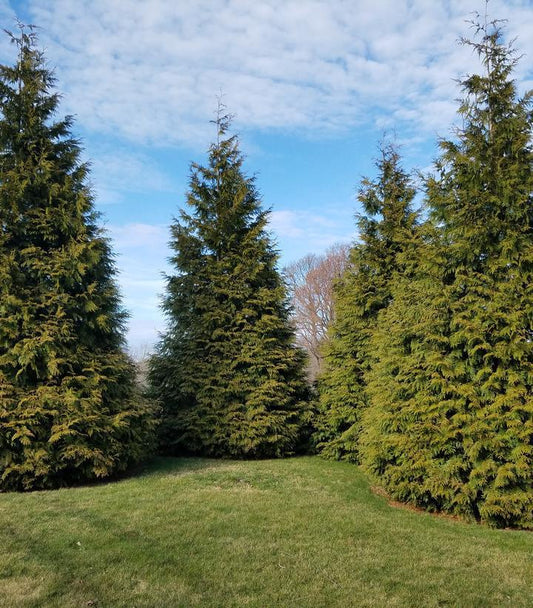 15G Thuja X 'Green Giant' Green Giant Western Arborvitae 1004287