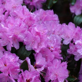 3G RHODODENDRON X PURPLE GEM (Evergreen) 1000116