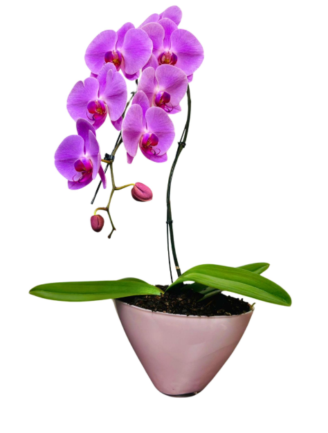 8" Orchid Phalaenopsis Artistica Swan Pink Glass - T4918