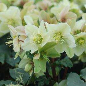 8" Helleborus x ericsmithii HGC® Champion ('COSEH 730') Gold Collection® Champion Helleborus (Lenten Rose) 1008680