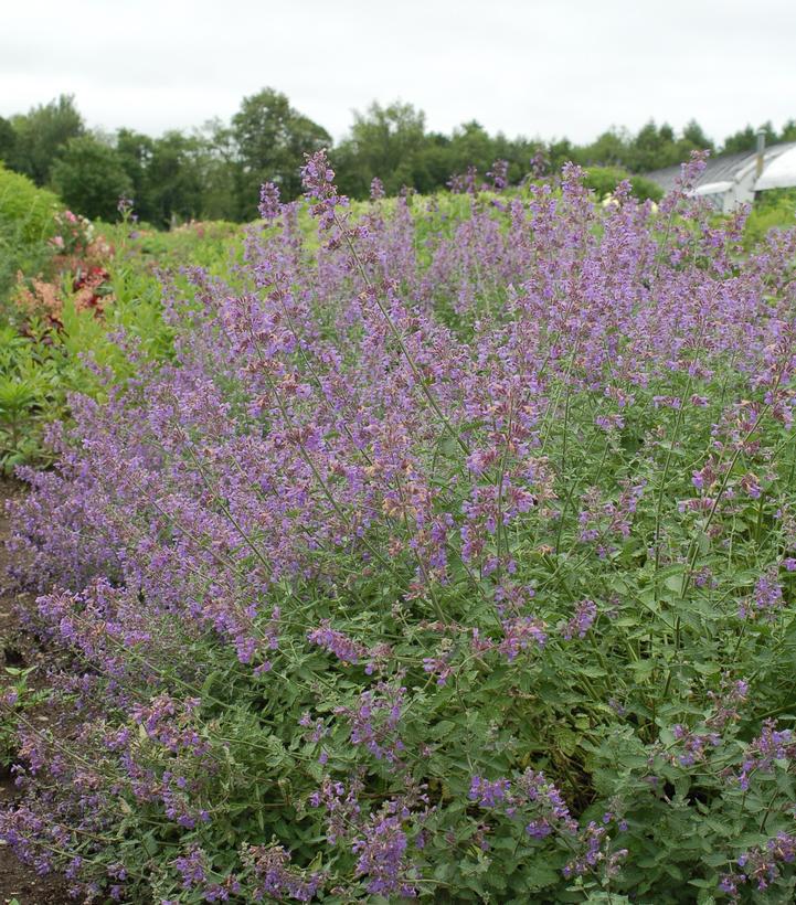 1G Nepeta racemosa 'Walkers Low' Walkers Low Catmint 1002532