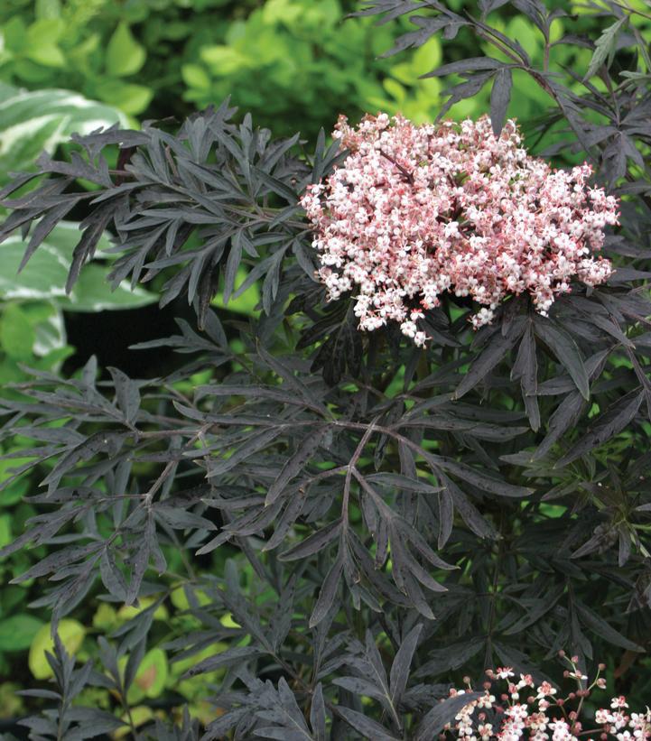 2G Sambucus nigra Black Lace® ('Eva') Black Lace® Elderberry 1003733