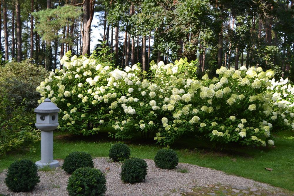 7G HYDRANGEA PAN. `LIMELIGHT` - TREE Limelight Hydrangea 1004964