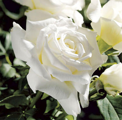 3G Rose Bush - 'Pope John Paul' White - 3240