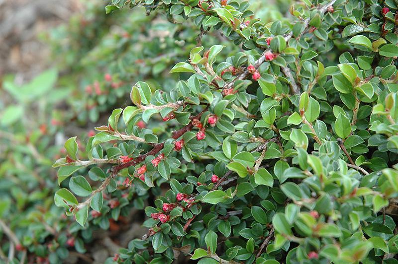 2G Cotoneaster adpressus 'Little Gem' Creeping Little Gem Cotoneaster 1000761