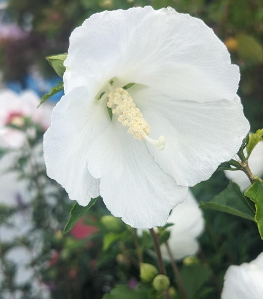 3G Hibiscus syriacus 'Bali' Bali™ Rose of Sharon 1005744