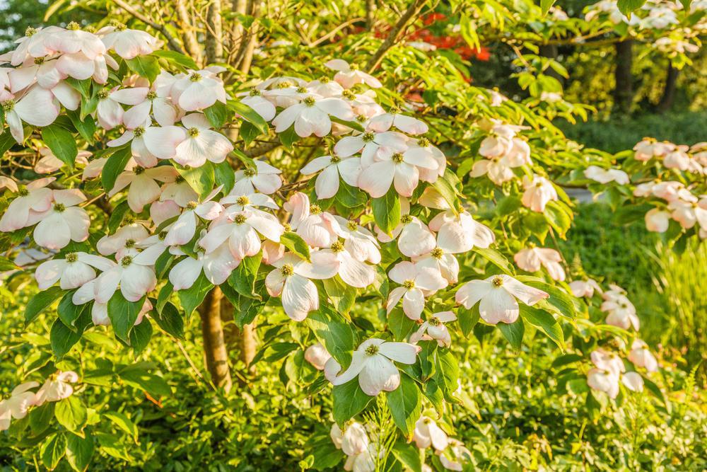 Cornus X Stellar Pink #7 ('Rutgan') Stellar Pink® Dogwood: Patent PP7,207exp. Dogwood 1000743