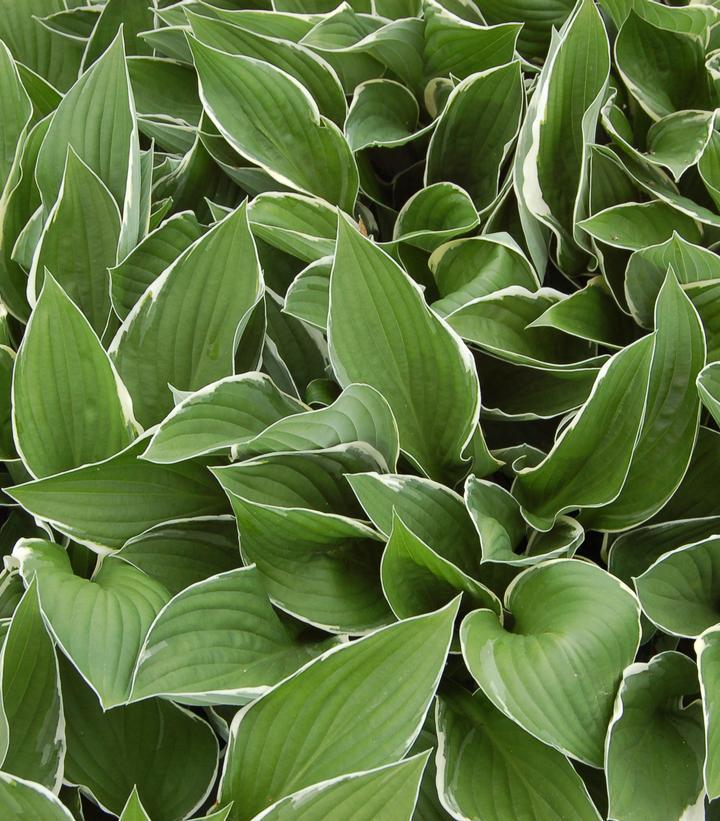 1G Hosta 'Francee' Francee Hosta 1000916