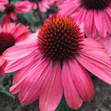 1G Echinacea Eye-Catcher™ 'Coral Craze' Coral Craze Coneflower: Patent PPAF 1011650