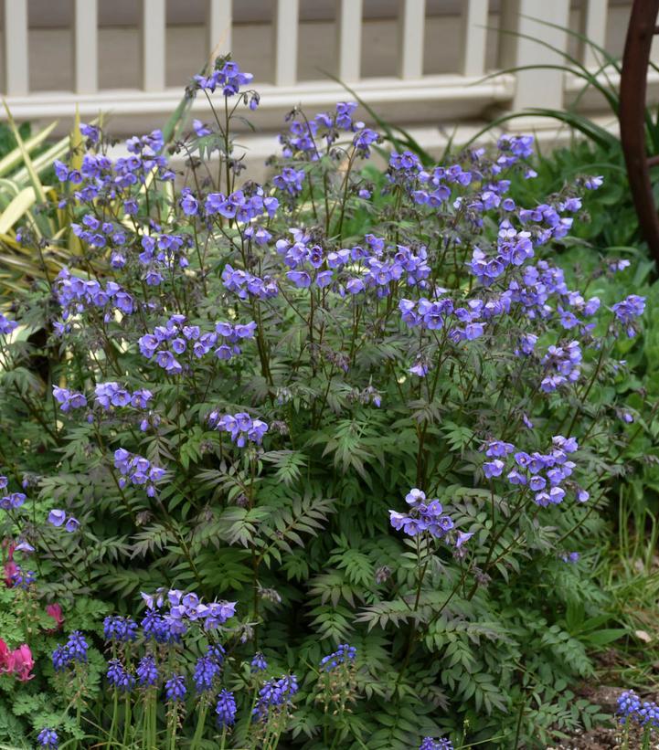 8" Polemonium hybrid 'Heaven Scent' Heaven Scent Jacob's Ladder: Patent PPAF 1013132