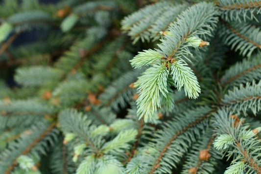 7G Picea Pungens 'Baby Blue' - Blue Spruce - 1007258