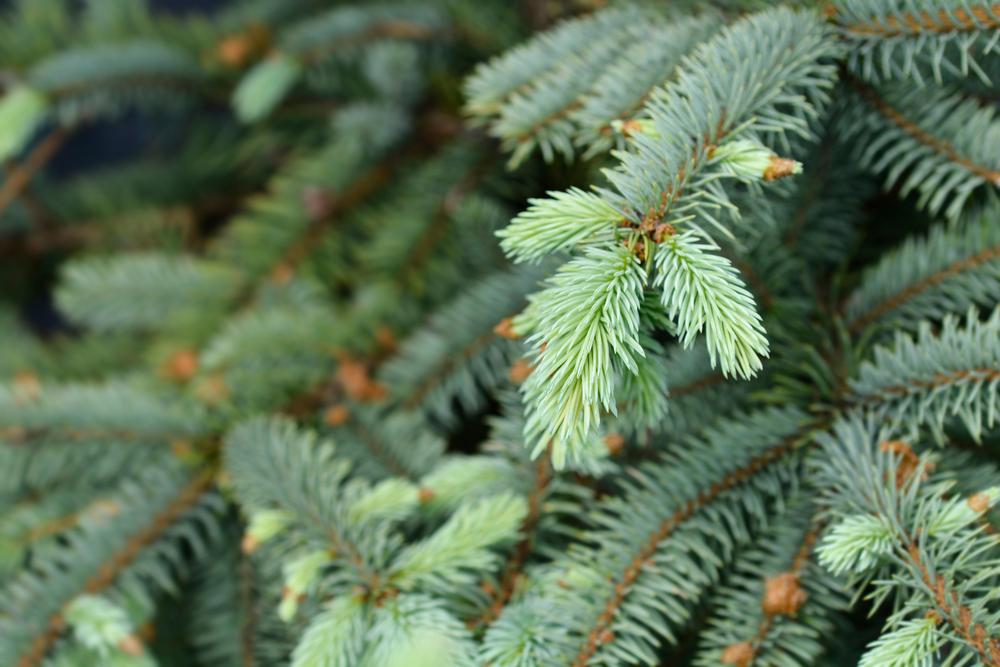 5G Picea Pungens 'Baby Blue' - Blue Spruce - 1003482