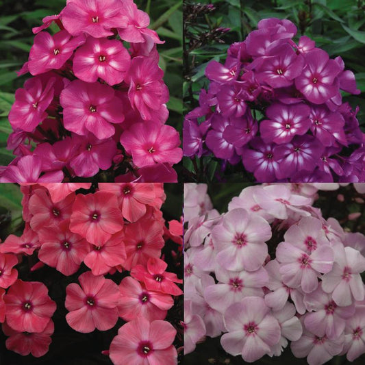 2G Phlox First Editions® 'Medley Mix' Mixed collection of First Editions® Garden Phlox 1009050