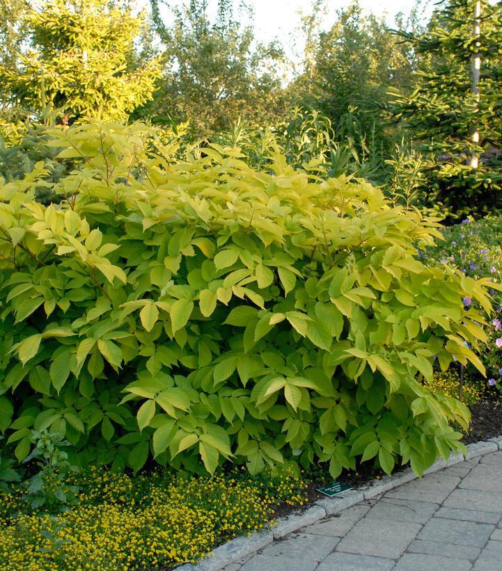 2G Aralia 'Sun King' Golden Japanese Spikenard 1006860