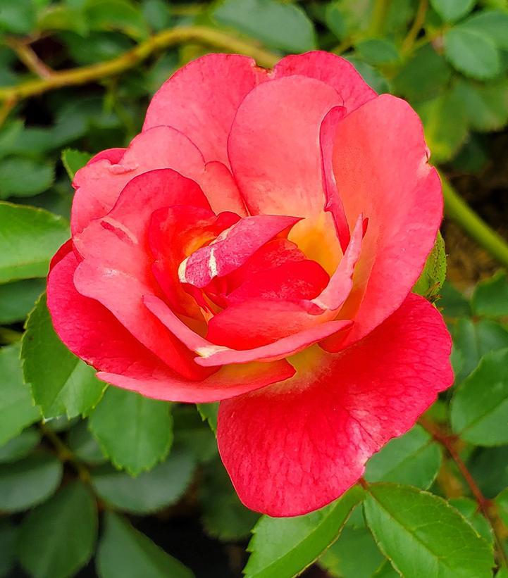 2G Rosa Easy Elegance® 'Sunrise Sunset' Sunrise Sunset Rose 1008252