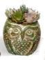 Rustic Mini Owl Succulent Planter - 91503-HS