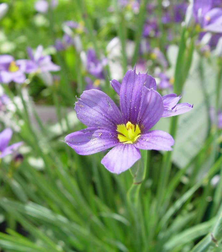 1G Sisyrinchium angust. 'Lucerne' Lucerne Blue-Eyed Grass 1003346