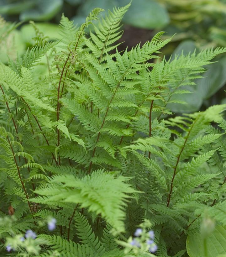 2G Athyrium filix femina 'Lady in Red' Lady in Red Lady Fern 1003405