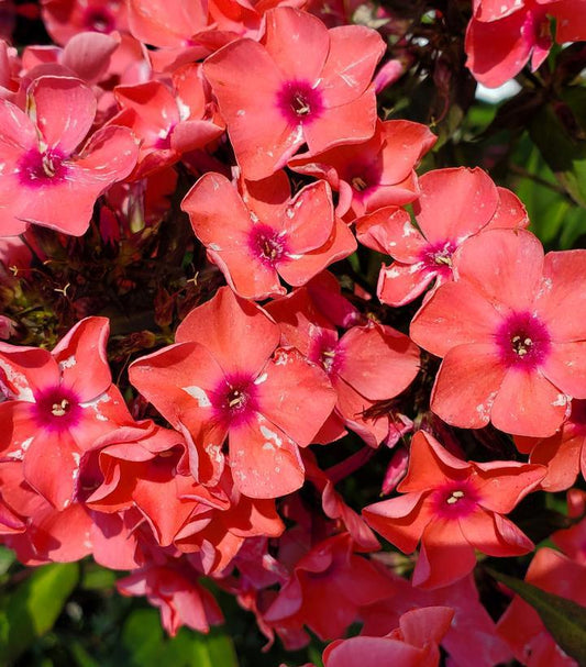 2G Phlox paniculata 'Coral Crème Drop' Coral Crème Drop™ Garden Phlox 1006737