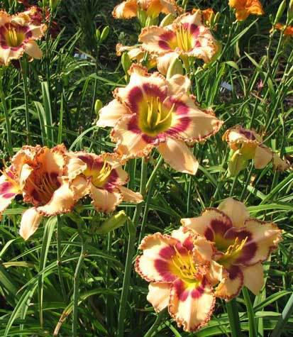 2G Hemerocallis Rainbow Rhythm® 'King of the Ages' Daylily 1014336