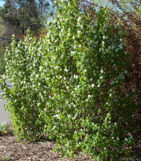 AMELANCHIER ALNIFOLIA `STANDING OVATION` ('Obelisk') (Juneberry) Serviceberry 1005418