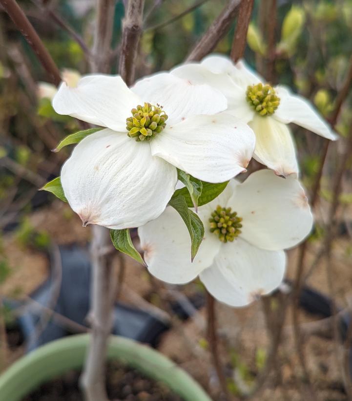 3G Cornus Florida Cloud 9 Flowering Dogwood 1003447