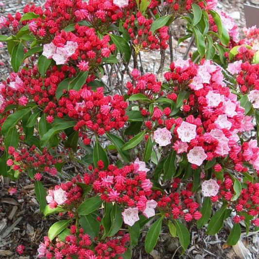 3G Kalmia lat. 'Nathan Hale' Nathan Hale Mountain Laurel 1000344