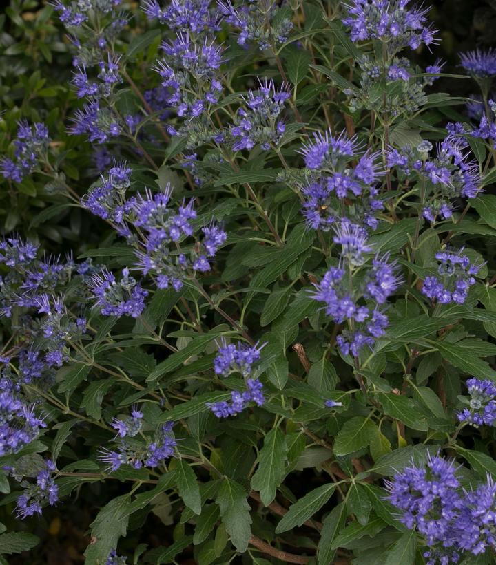 2G Caryopteris x clandonensis 'Beyond Midnight' ('CT-9-12') Beyond Midnight® Bluebeard: Patent PP27,426 1008084