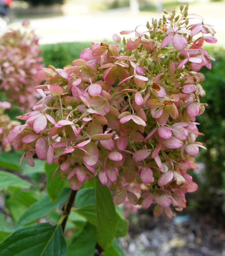 3G Hydrangea pan. Sweet Summer ('Bokrathirteen') Sweet Summer Panicle Hydrangea: Patent PP21,778