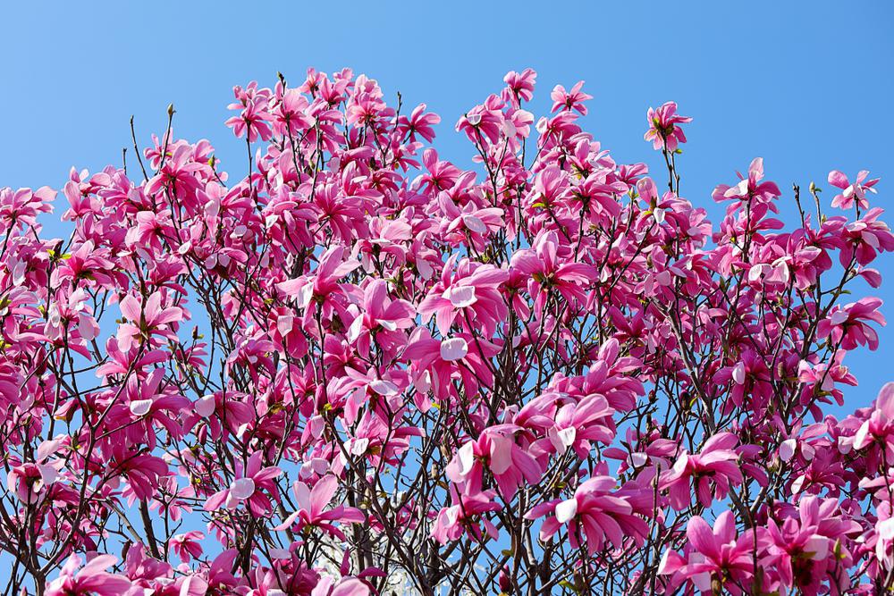 3G Magnolia liliflora 'Ann' Ann Magnolia 1000428