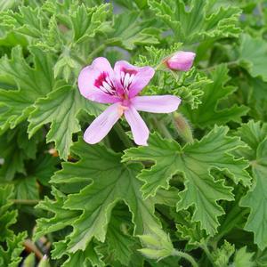 1G Pelargonium Citrosa (Citronella Geranium, Mosquito Plant) 1002114