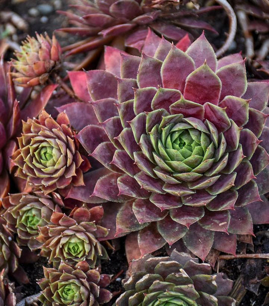 1G Sempervivum 'Peggy' Peggy Hens & Chicks (houseleek) 1012010