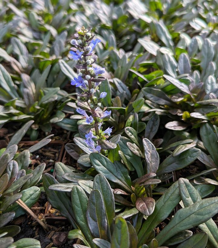 3" Ajuga 'Chocolate Chip' Chocolate Chip Bugleweed 1002585