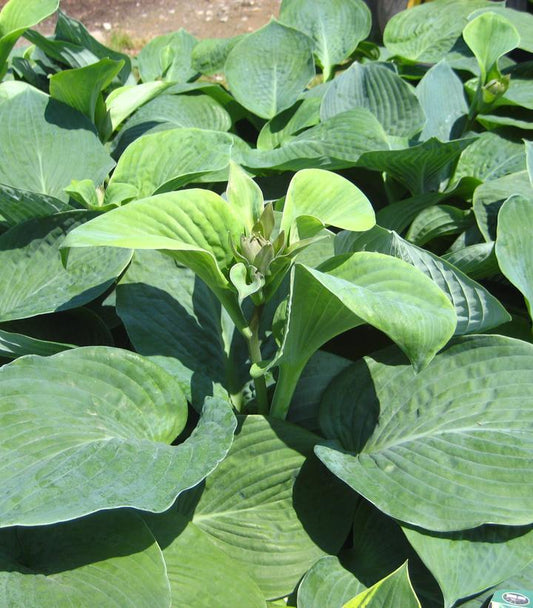 1G Hosta sieboldiana 'Elegans' Elegans Hosta 1000921