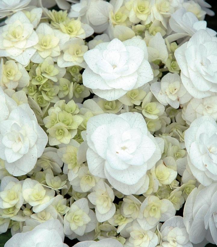 3G Hydrangea mac. 'Wedding Gown' ('Dancing Snow') Wedding Gown™ Hydrangea: Patent PP21,052 1012181