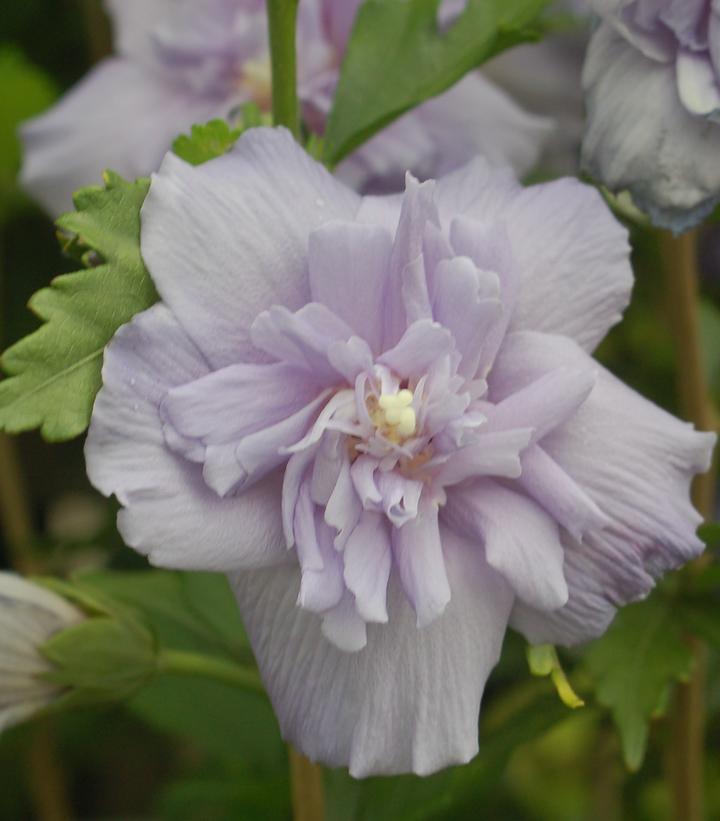 10G Hibiscus Syr Blue Chiffon ('Notwoodthree') Blue Chiffon® Rose of Sharon: Patent PP20,574