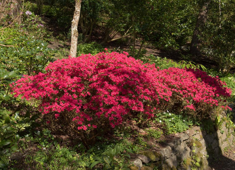 3G AZALEA 'HINO CRIMSON' (Evergreen) Hino Crimson Azalea 1000552