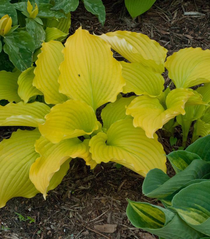 8" Hosta 'Dancing Queen' Dancing Queen Plantain Lily 1010687