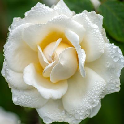 3G Rosa Cloud 10™ Climbing Rose: Patent PP24295 1013619