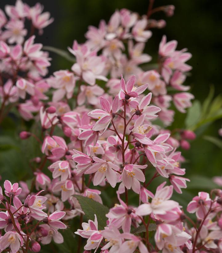 Deutzia x 'Yuki Cherry Blossom' #2 ('NCDX2') Yuki Cherry Blossom® Deutzia: Patent PPAF