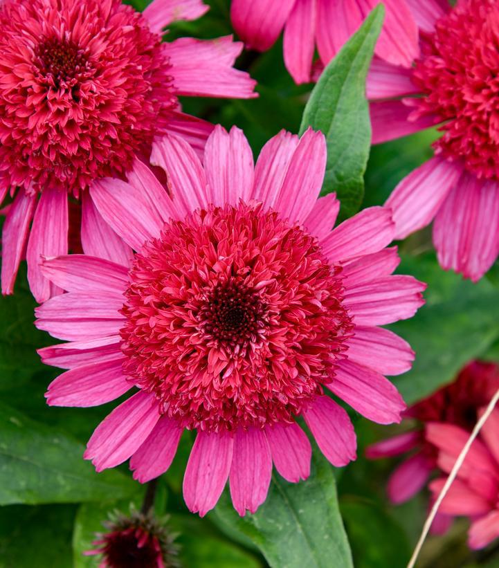 1G Echinacea hybrid 'Raspberry Beret' Double Coded™ Raspberry Beret Coneflower: Patent PPAF 1020332