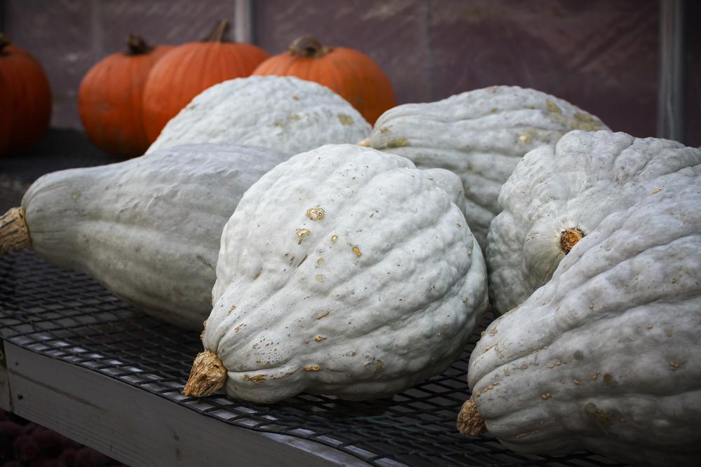 Squash - Winter - Blue Hubbard (Local, Hollis, NH) by the pound