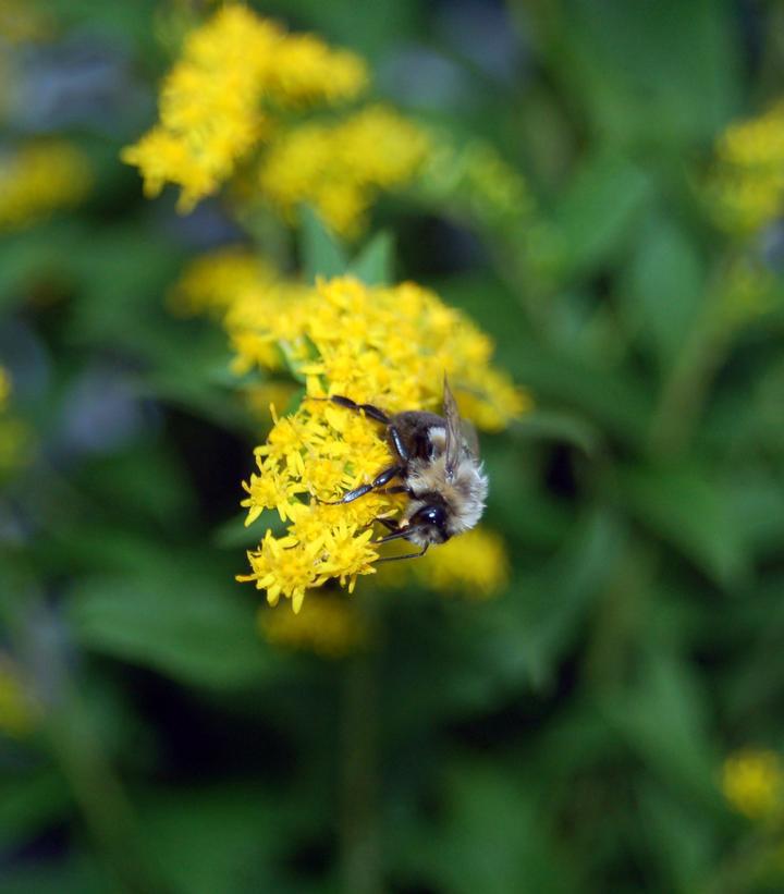 2G Solidago rugosa 'Fireworks' Fireworks Goldenrod 1003347