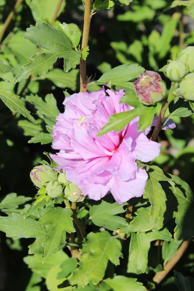 3G Hibiscus syr. 'French Cabaret' Blush ('MINDOUB1') : Patent PP27,840 1012333