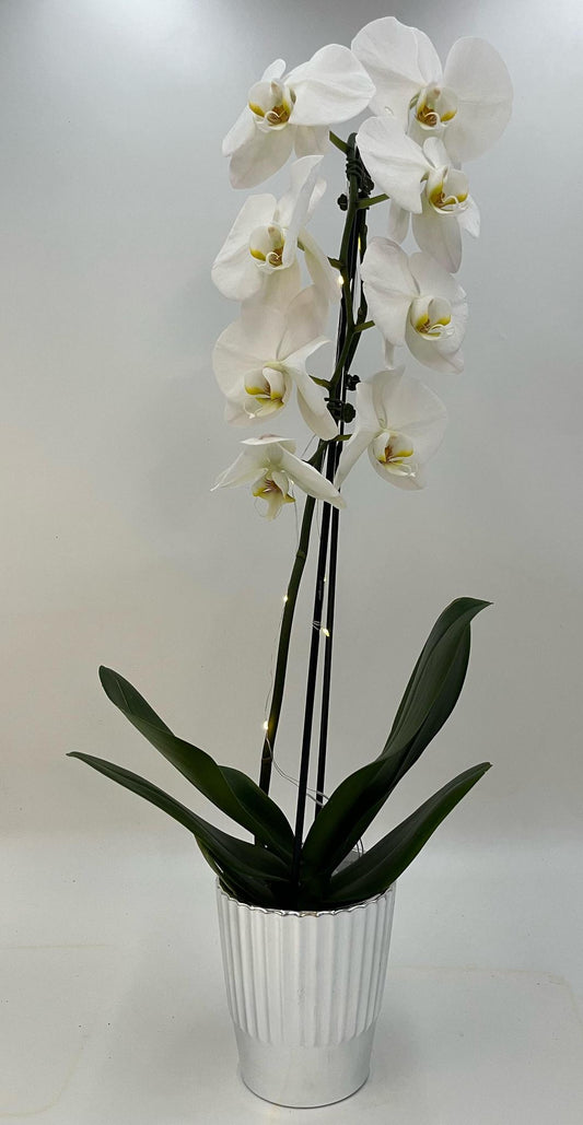 Orchid Phal 5" Waterfall Wt w/LED Lights T4271