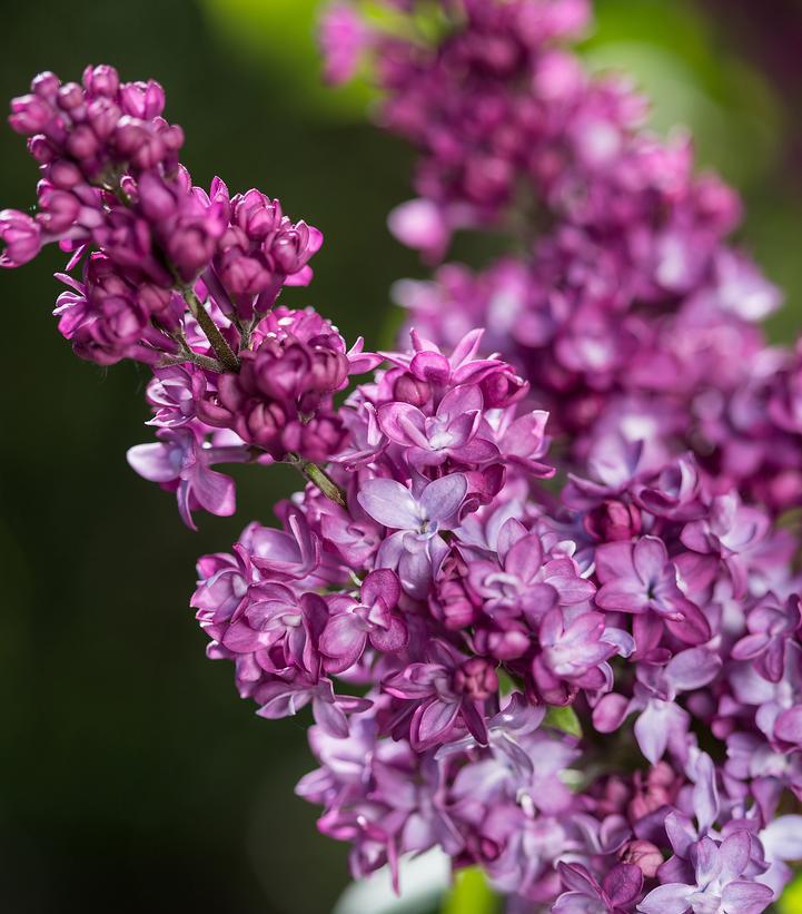 Syringa 'Virtual Violet' ('Bailbridget') Virtual Violet® Lilac: Patent PP30286 #3