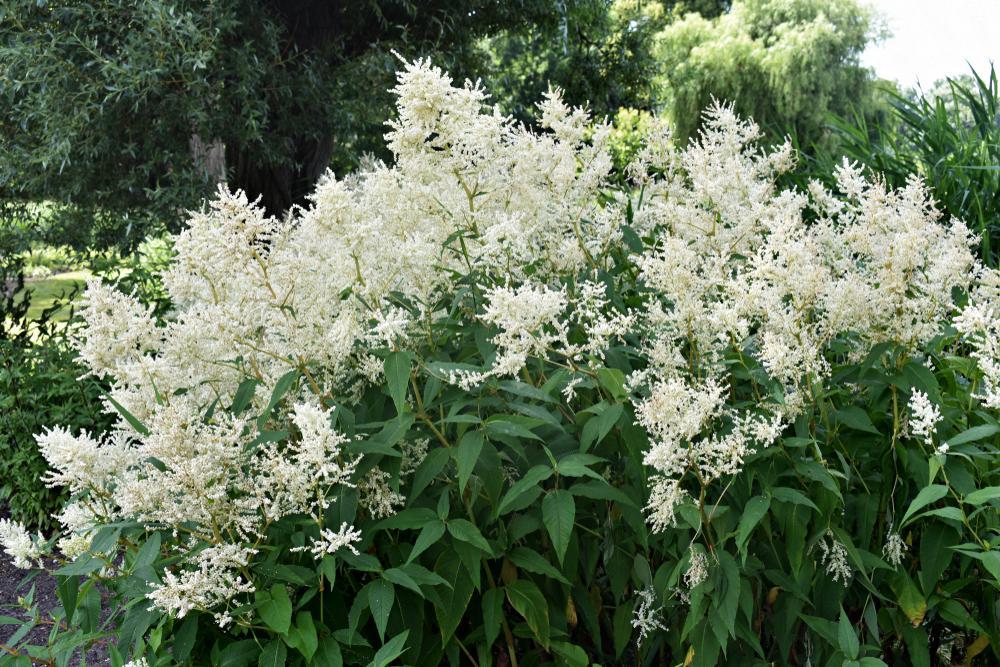 2G Astilbe japonica 'Deutschland' Deutschland Astilbe 1000900