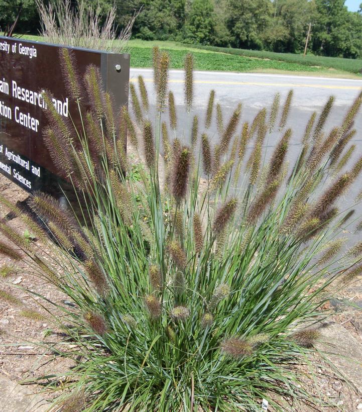 2G Pennisetum alopecuroides 'Cayenne' Cayenne Sterile Fountain Grass 1012959