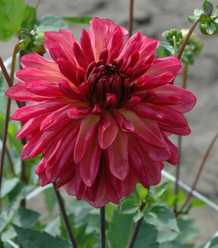 12" DAHLIA `BACARDI` (RASPBERRY) Bacadri Dahlia 1015514